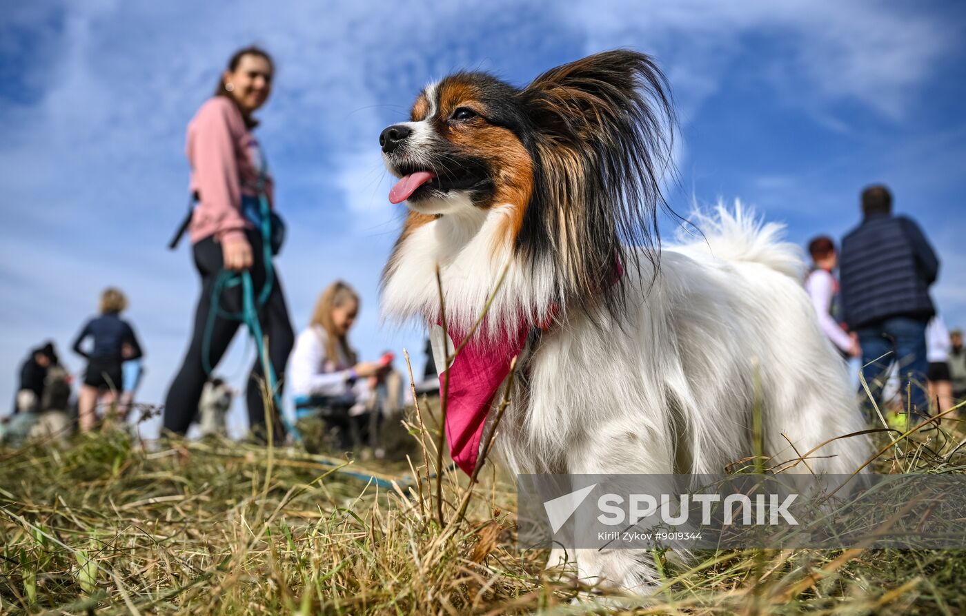 Russia Dog Run