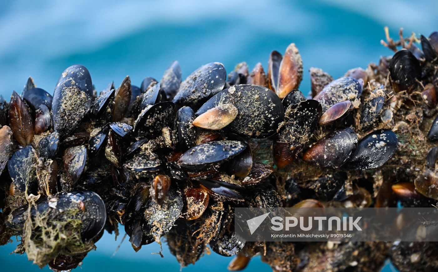 Russia Crimea Aquaculture