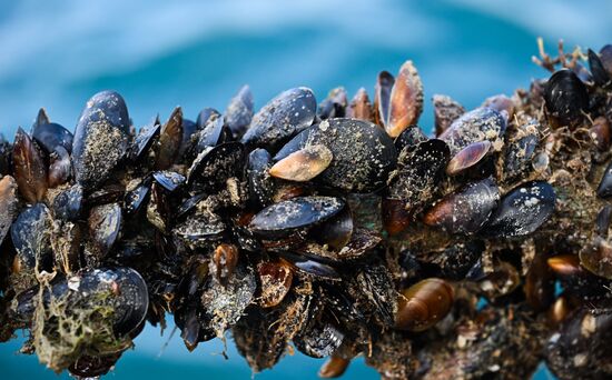 Russia Crimea Aquaculture