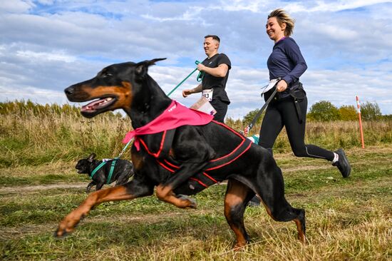 Russia Dog Run