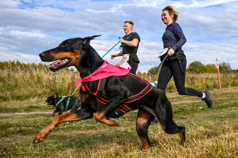 Russia Dog Run