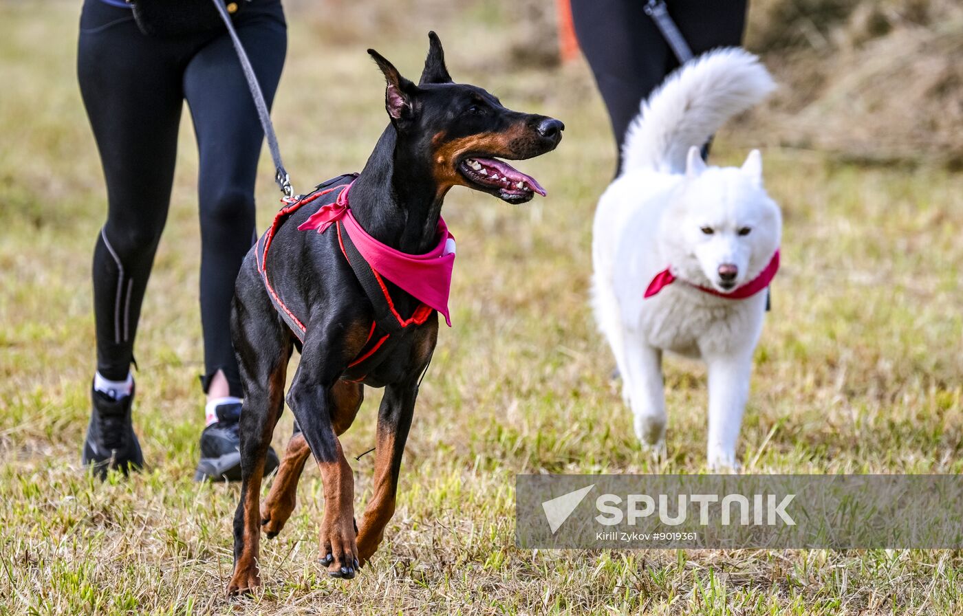 Russia Dog Run