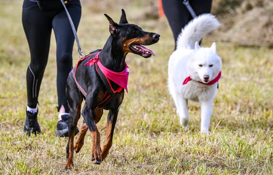 Russia Dog Run