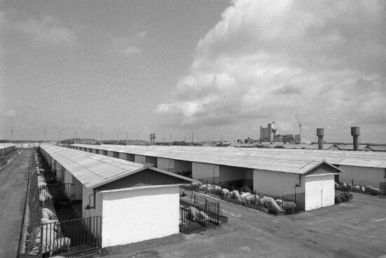 Frunze Collective Farm in Belgorod Region