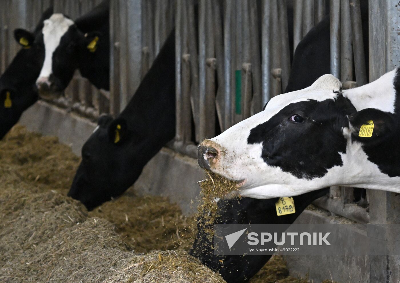 Russia Agriculture Farming