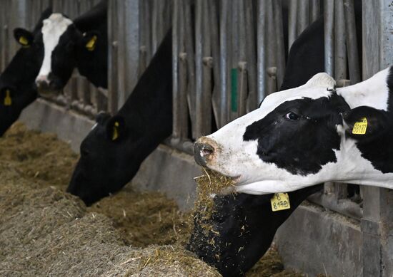 Russia Agriculture Farming