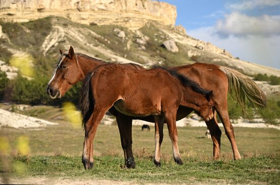 Russia Crimea Environment