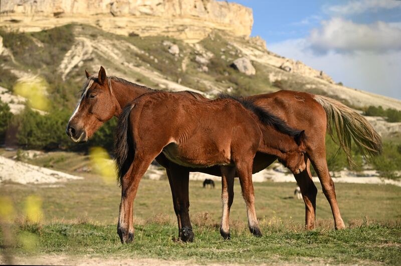 Russia Crimea Environment