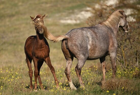 Russia Crimea Environment