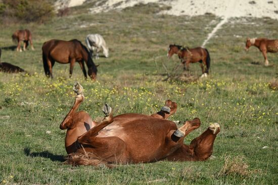 Russia Crimea Environment