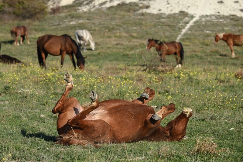 Russia Crimea Environment