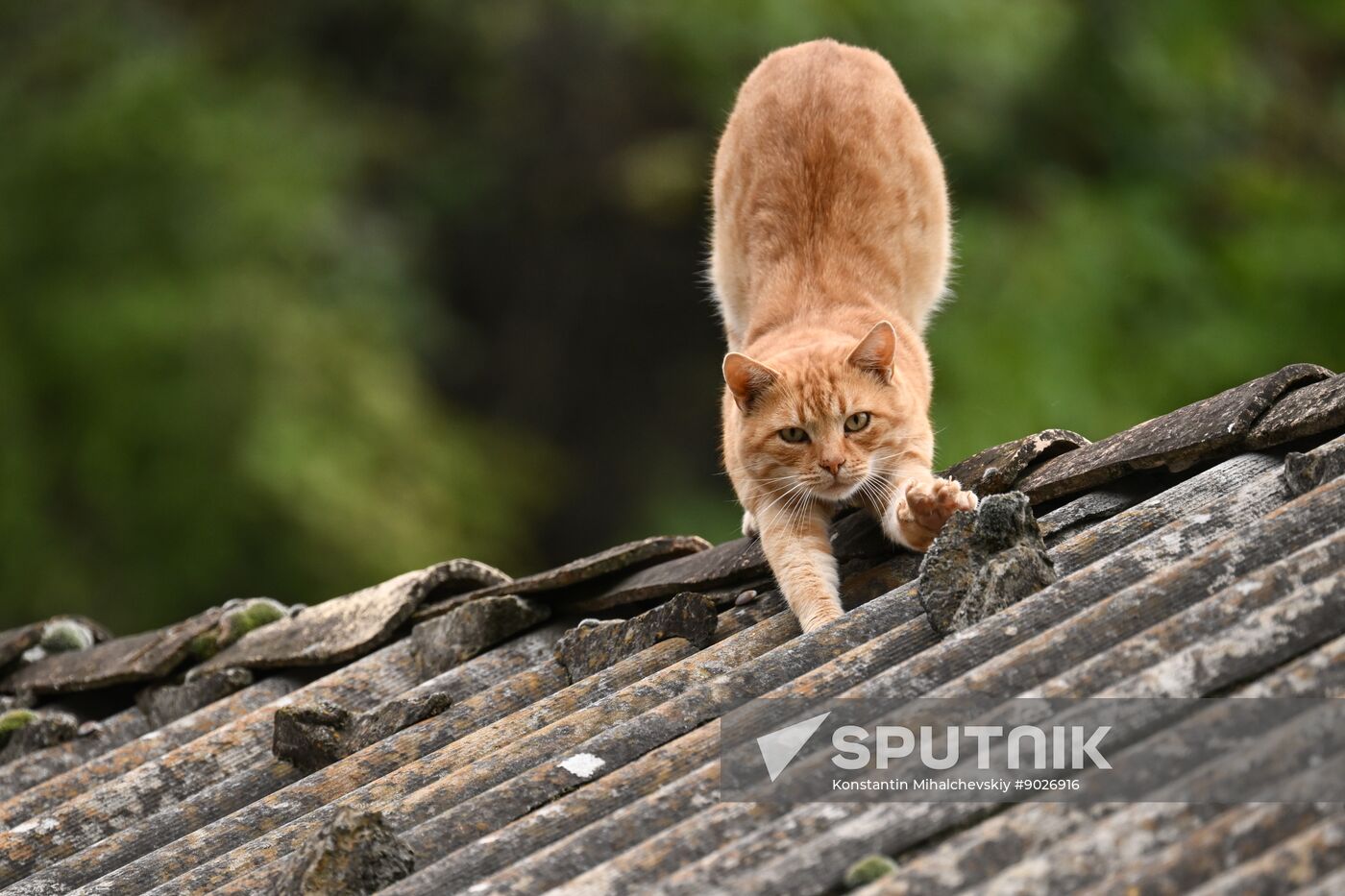 Russia Crimea Environment
