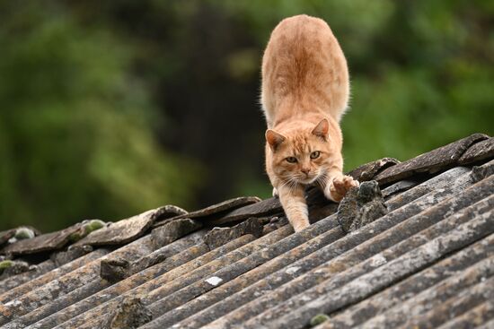 Russia Crimea Environment