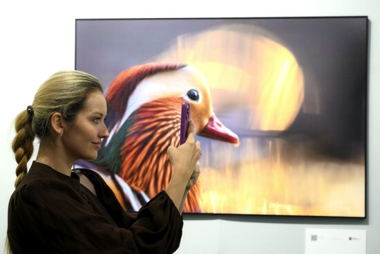 Russia Golden Turtle Wildlife Festival