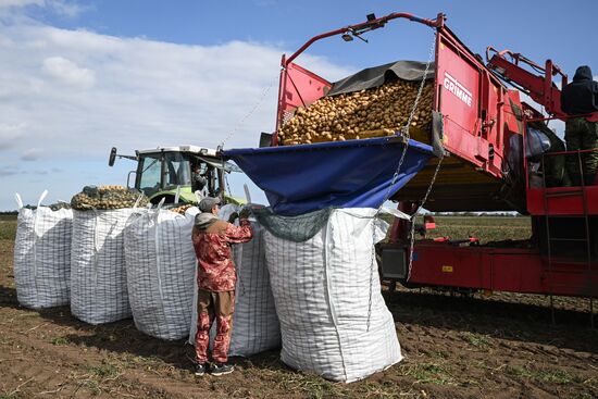 Russia Agriculture Vegetables Harvesting