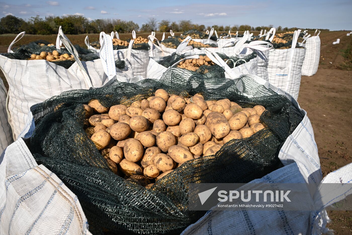 Russia Agriculture Vegetables Harvesting