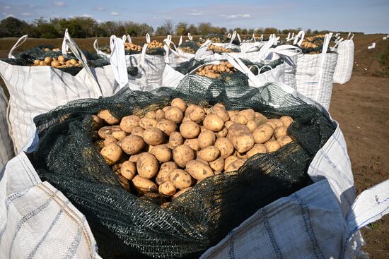 Russia Agriculture Vegetables Harvesting