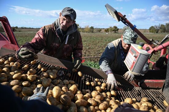 Russia Agriculture Vegetables Harvesting