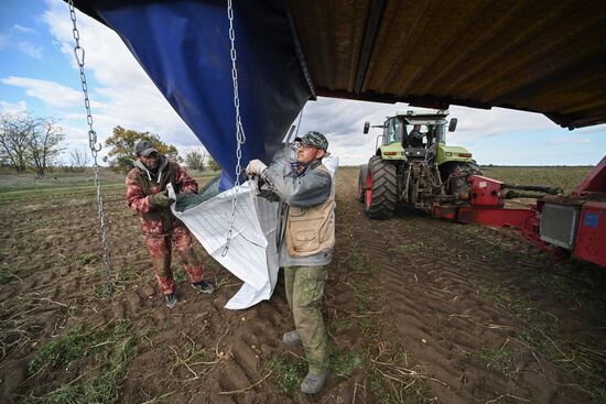 Russia Agriculture Vegetables Harvesting