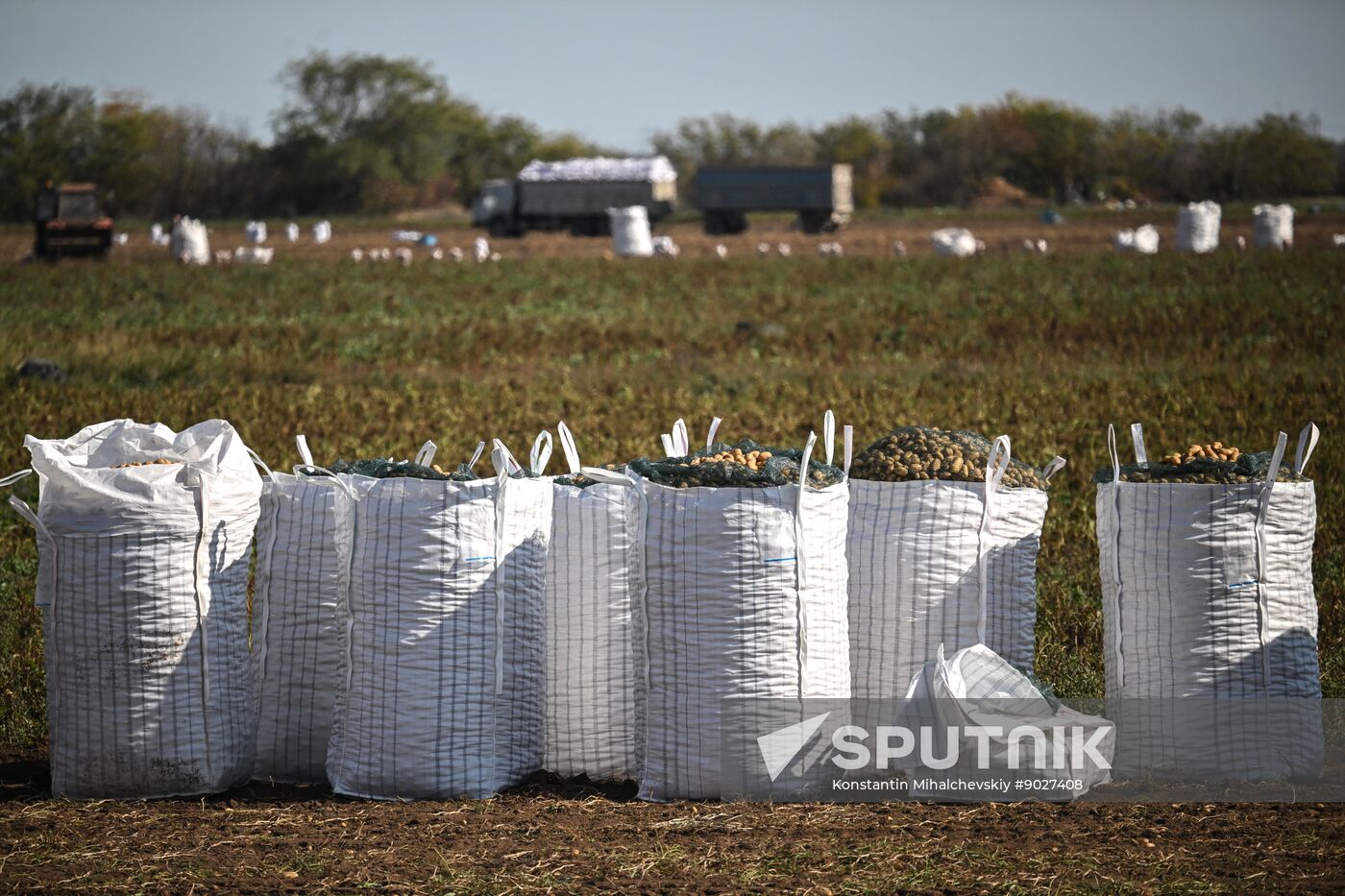 Russia Agriculture Vegetables Harvesting