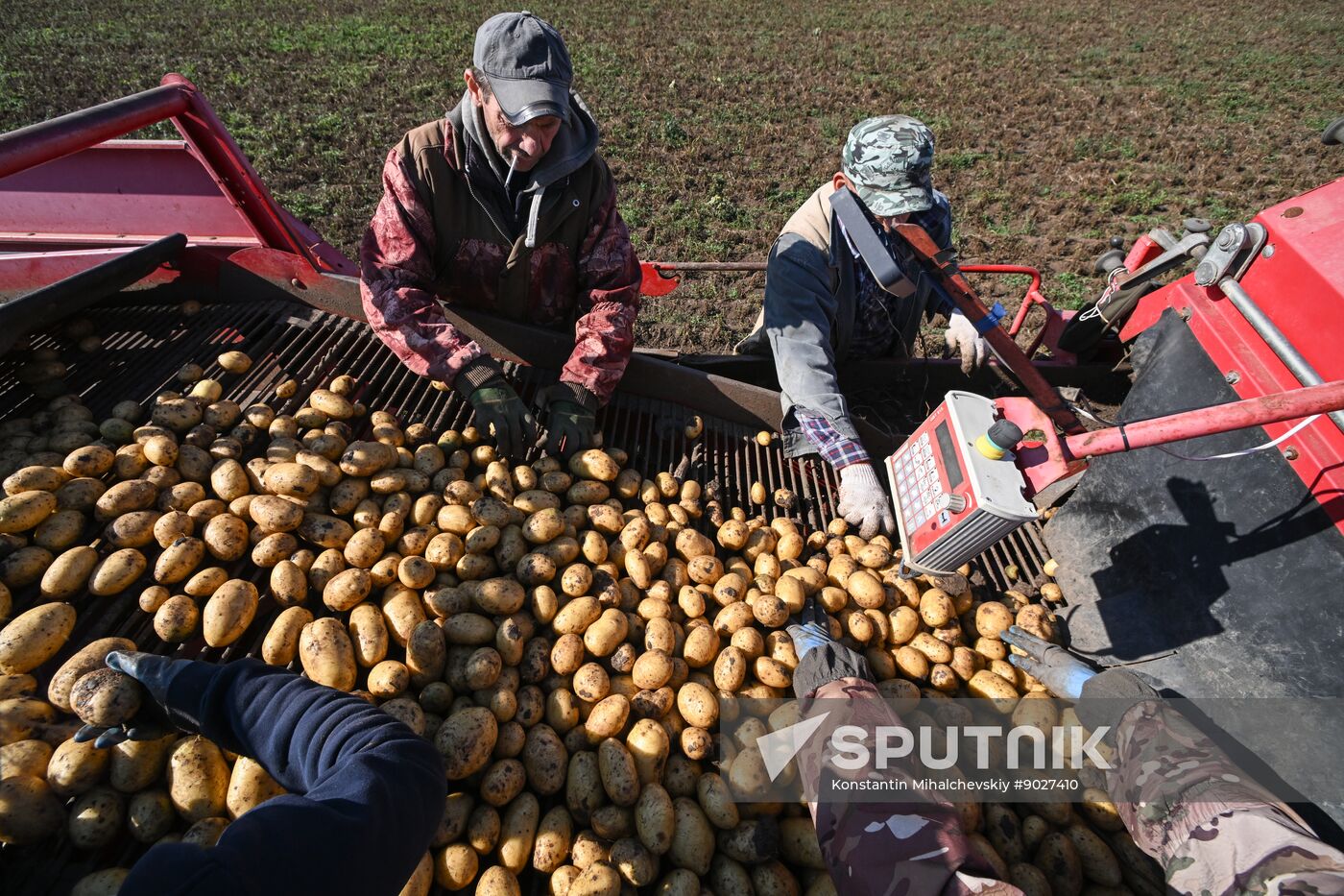 Russia Agriculture Vegetables Harvesting
