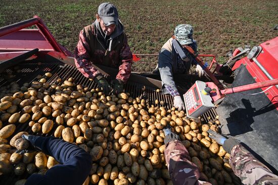 Russia Agriculture Vegetables Harvesting