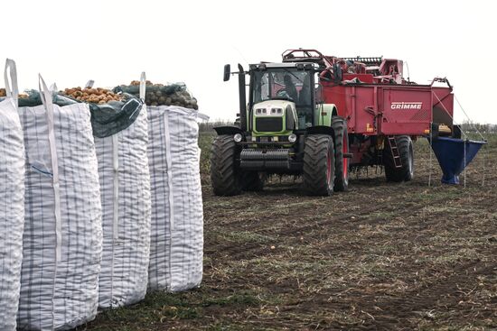Russia Agriculture Vegetables Harvesting