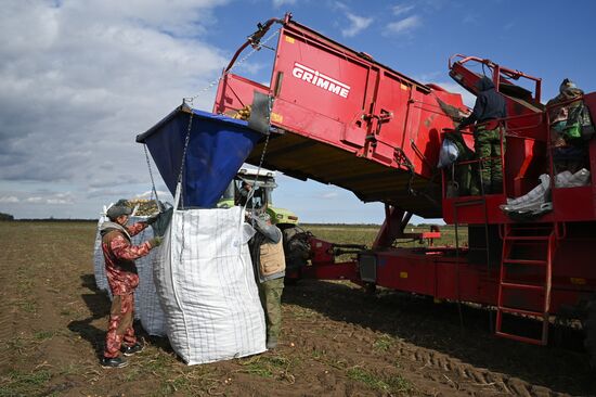 Russia Agriculture Vegetables Harvesting