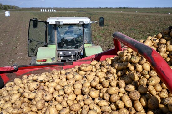 Russia Agriculture Vegetables Harvesting