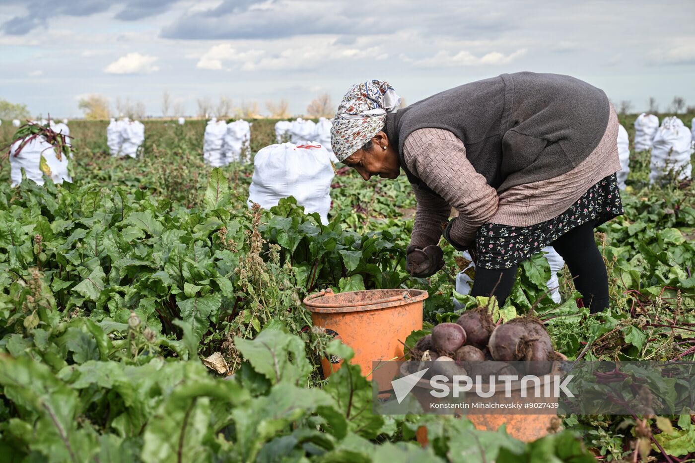 Russia Agriculture Vegetables Harvesting