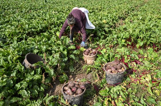 Russia Agriculture Vegetables Harvesting