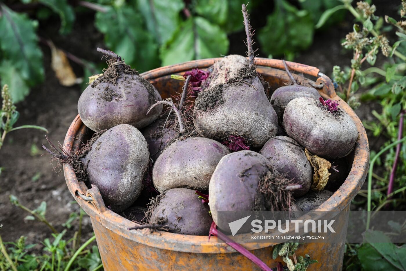 Russia Agriculture Vegetables Harvesting