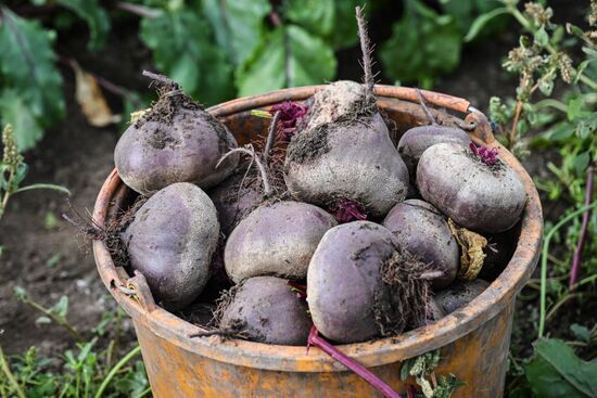 Russia Agriculture Vegetables Harvesting