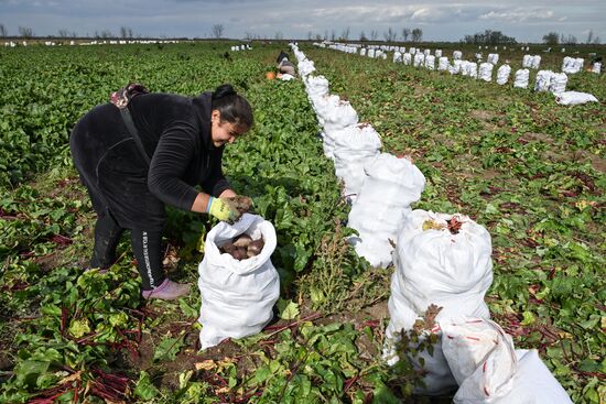 Russia Agriculture Vegetables Harvesting