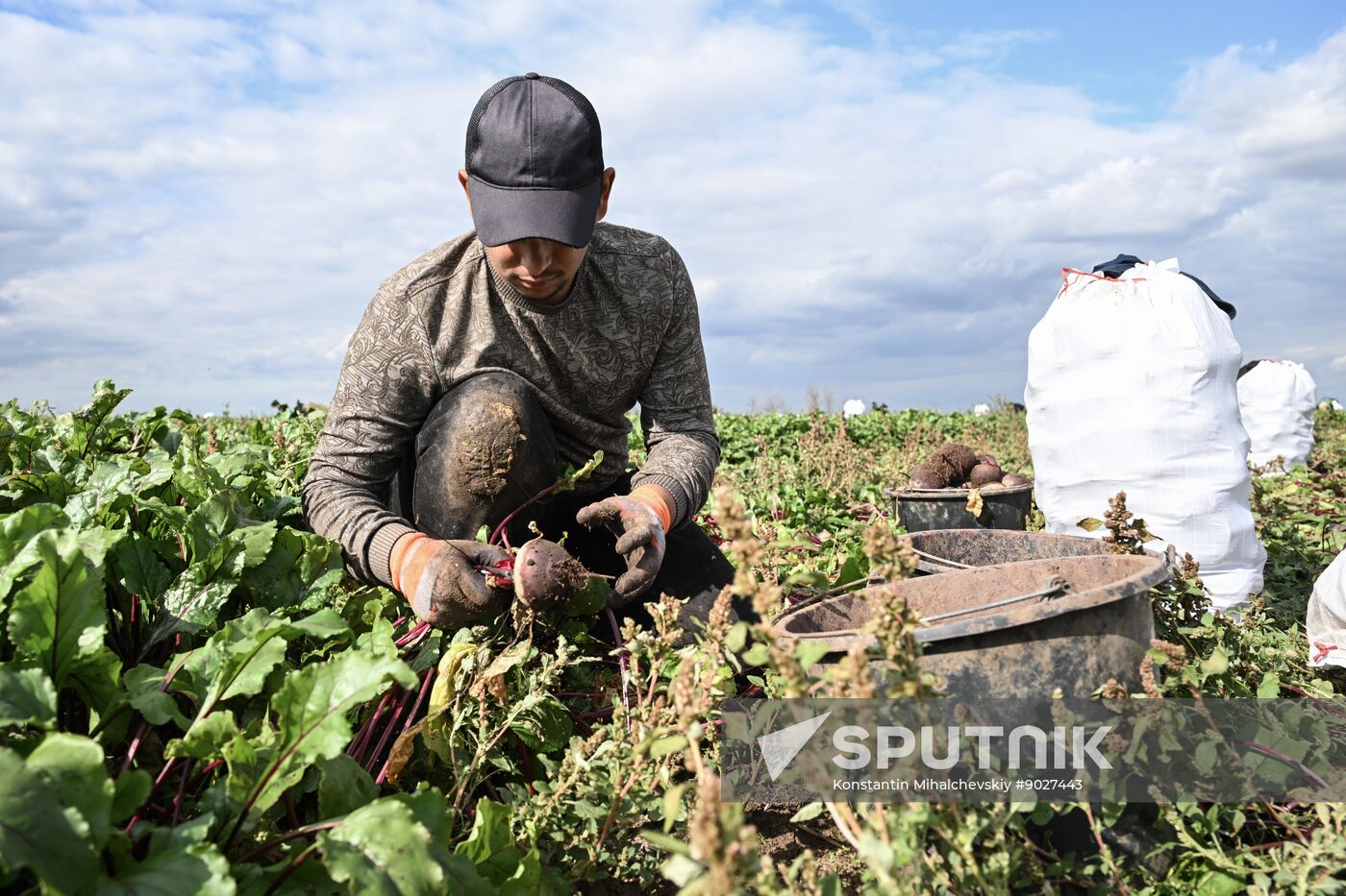 Russia Agriculture Vegetables Harvesting