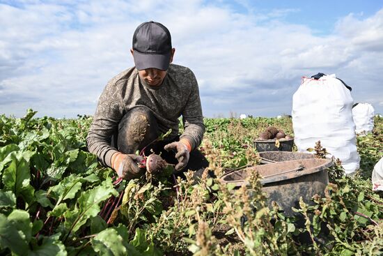 Russia Agriculture Vegetables Harvesting