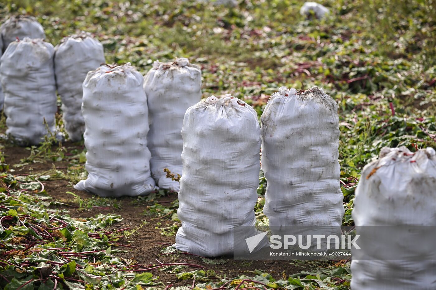 Russia Agriculture Vegetables Harvesting