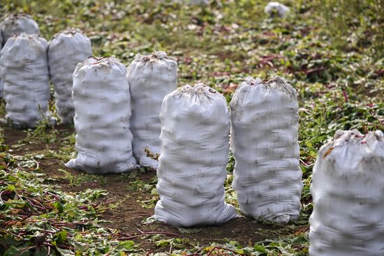 Russia Agriculture Vegetables Harvesting