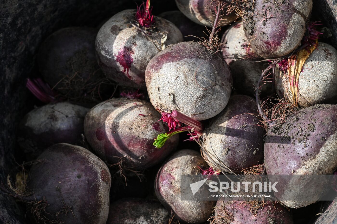 Russia Agriculture Vegetables Harvesting
