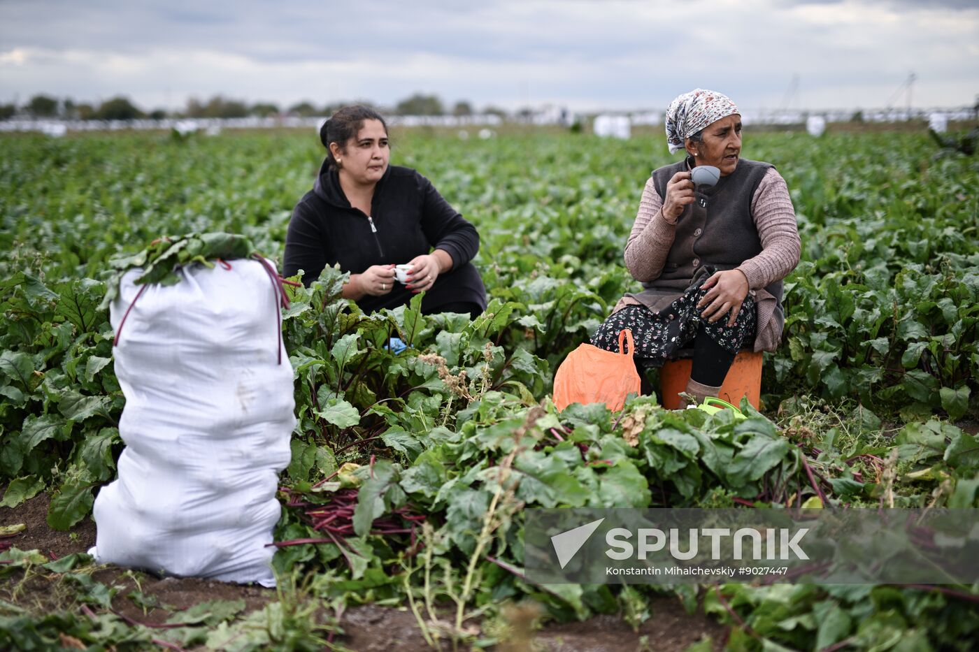 Russia Agriculture Vegetables Harvesting