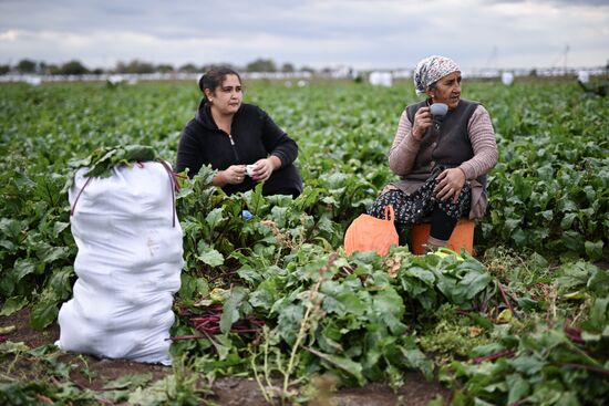 Russia Agriculture Vegetables Harvesting