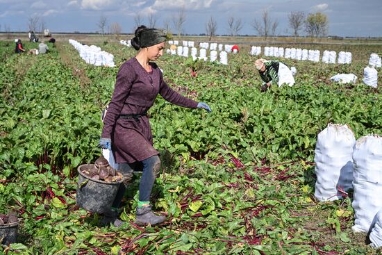 Russia Agriculture Vegetables Harvesting