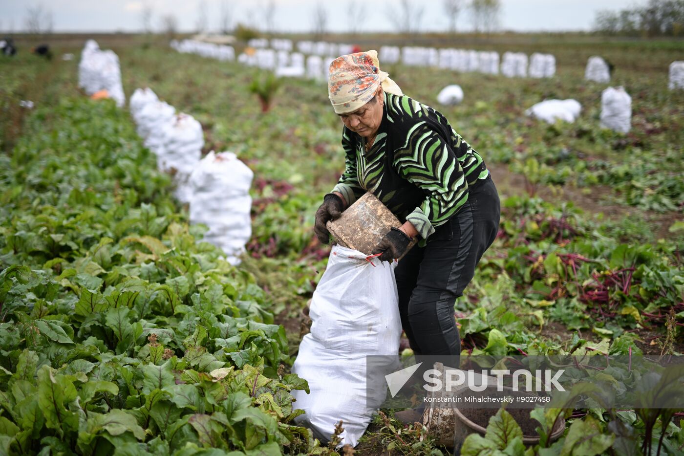 Russia Agriculture Vegetables Harvesting