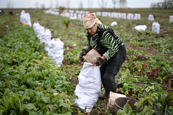 Russia Agriculture Vegetables Harvesting