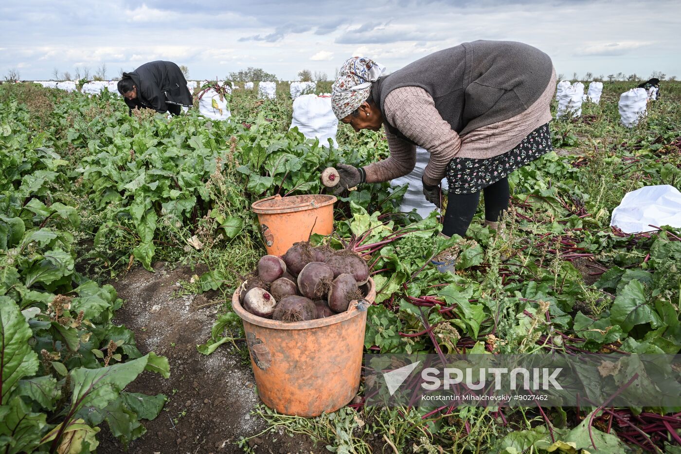 Russia Agriculture Vegetables Harvesting