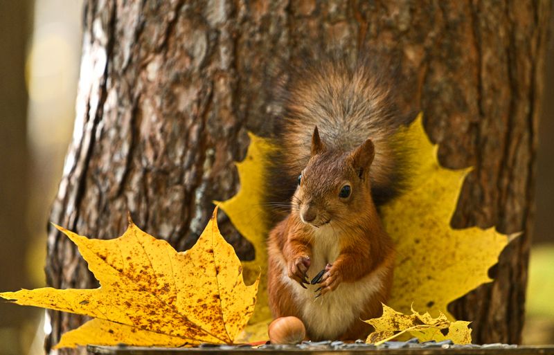 Autumn Colours