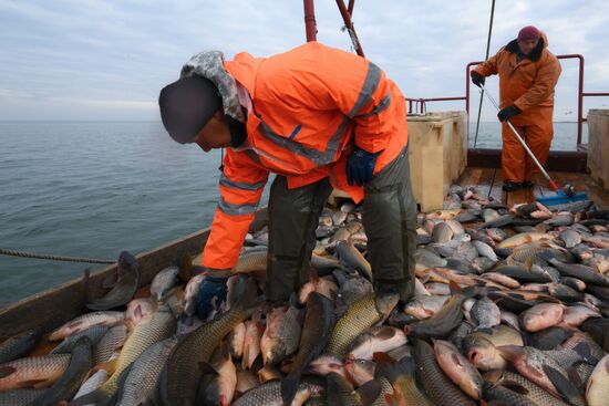 Russia Fish Industry