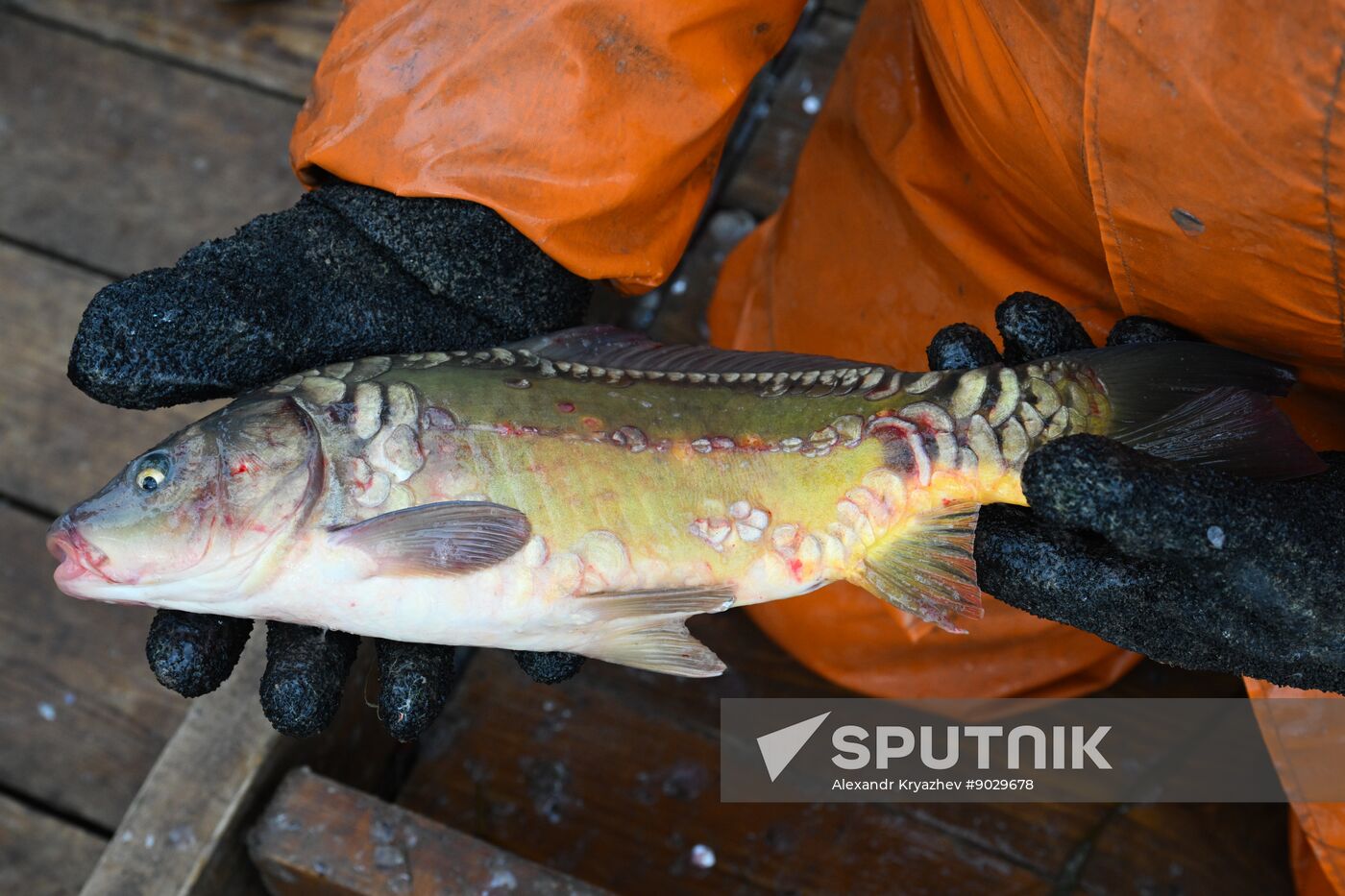 Russia Fish Industry
