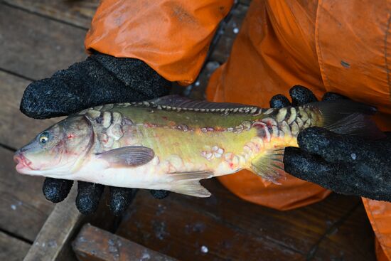 Russia Fish Industry