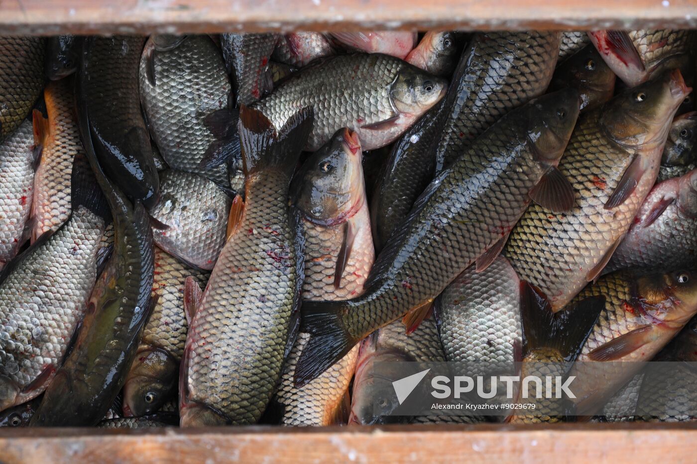 Russia Fish Industry